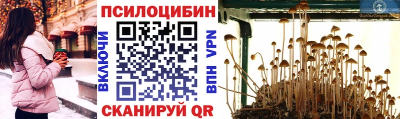 Псилоцибиновые грибы Psilocybe  как найти закладки  Кизляр 